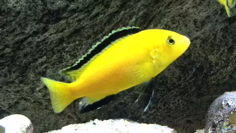 Besatz im Aquarium pakati pa miyala von TheToxicAvenger (73)