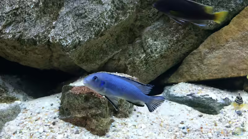 Besatz im Aquarium pakati pa miyala von TheToxicAvenger (74)