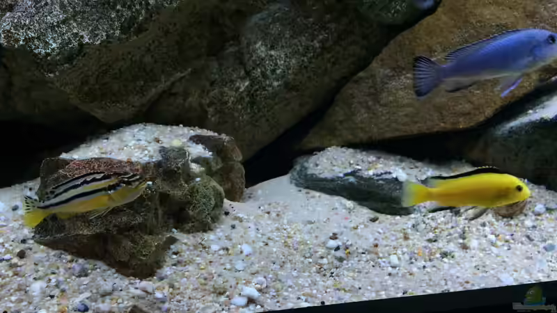 Besatz im Aquarium pakati pa miyala von TheToxicAvenger (78)