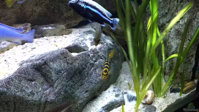 Besatz im Aquarium pakati pa miyala von TheToxicAvenger (79)