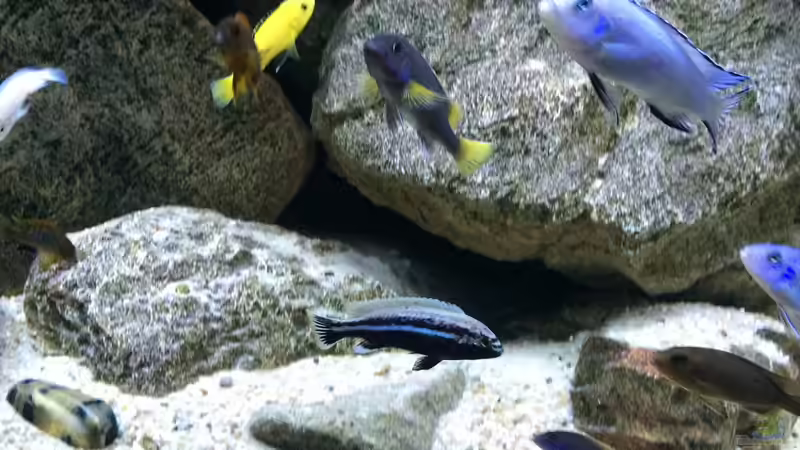 Besatz im Aquarium pakati pa miyala von TheToxicAvenger (80)