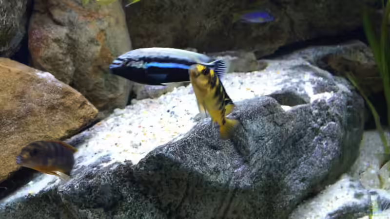 Besatz im Aquarium pakati pa miyala von TheToxicAvenger (81)