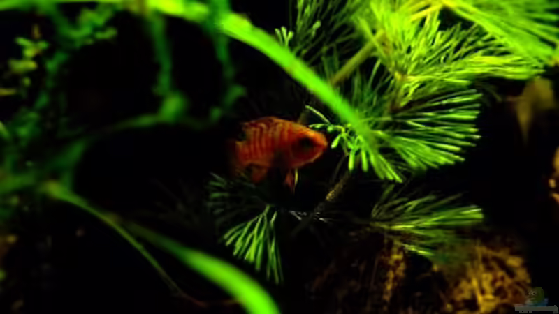 Besatz im Aquarium Paludarium von OR (4)