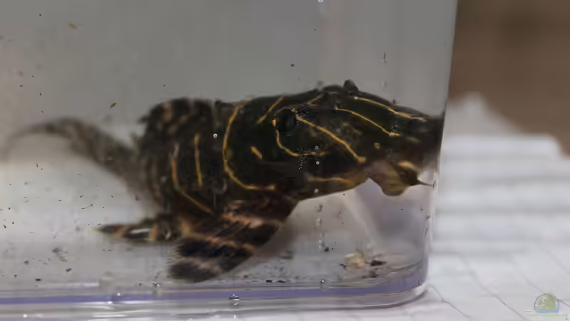 Besatz im Aquarium Panaqolus Heaven von maxheadroom (100)