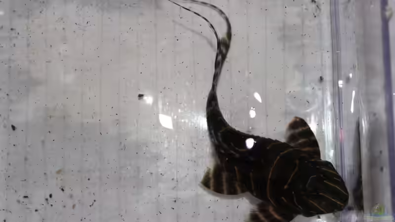 Besatz im Aquarium Panaqolus Heaven von maxheadroom (101)