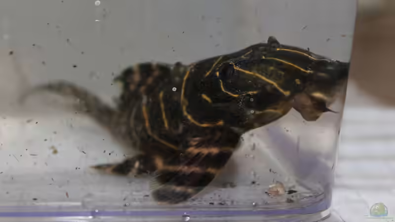 Besatz im Aquarium Panaqolus Heaven von maxheadroom (102)