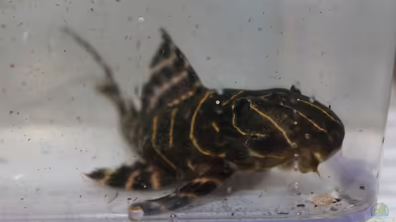 Besatz im Aquarium Panaqolus Heaven von maxheadroom (103)