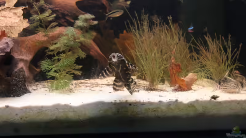 Besatz im Aquarium Panaqolus Heaven von maxheadroom (104)