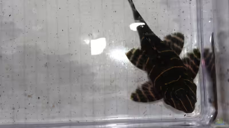 Besatz im Aquarium Panaqolus Heaven von maxheadroom (106)