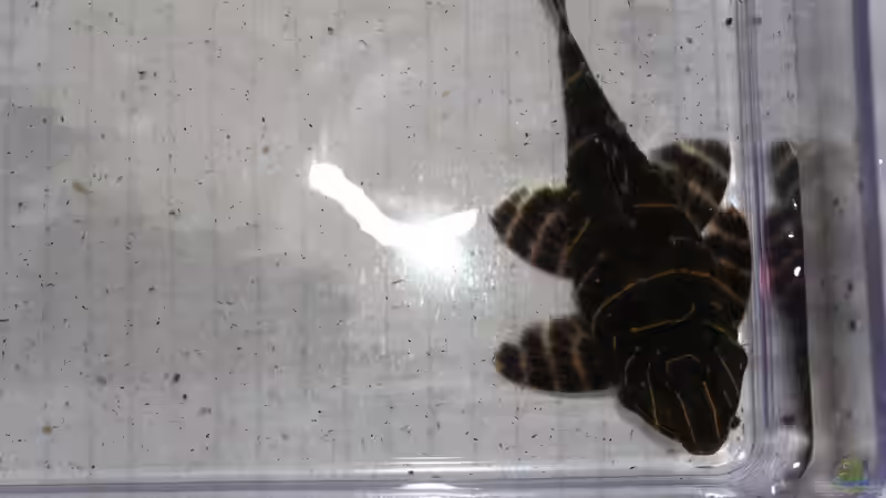 Besatz im Aquarium Panaqolus Heaven von maxheadroom (107)