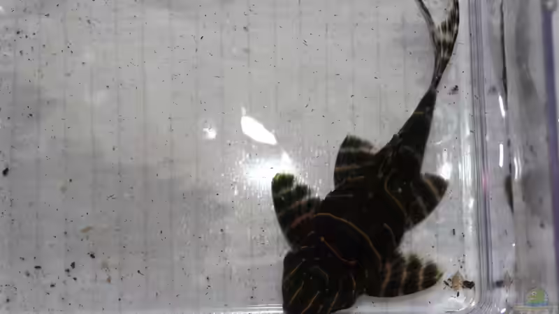 Besatz im Aquarium Panaqolus Heaven von maxheadroom (99)