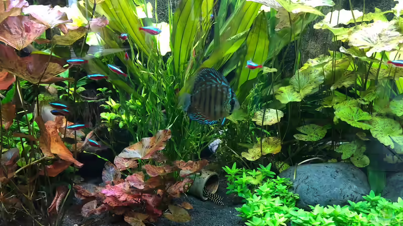 Besatz im Aquarium Panda/Diskus World von Holsch805 (19)