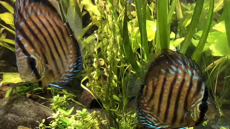 Besatz im Aquarium Panda/Diskus World von Holsch805 (20)