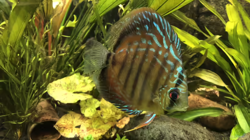 Besatz im Aquarium Panda/Diskus World von Holsch805 (21)