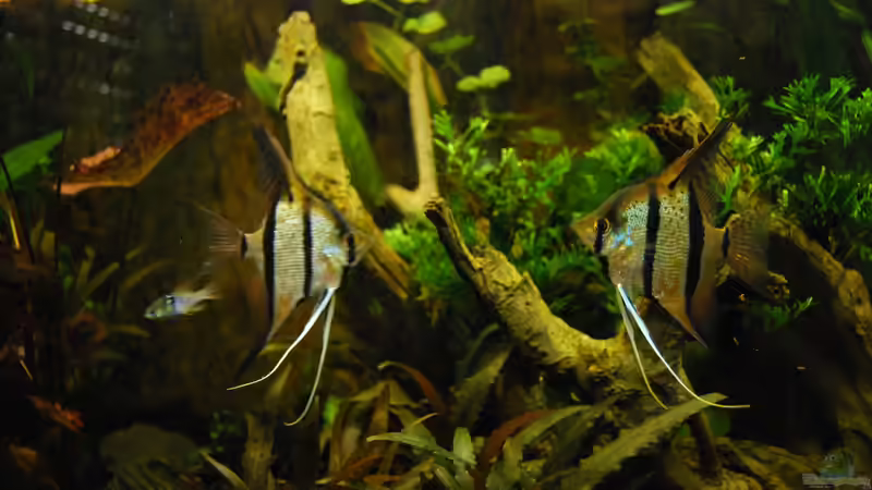 Besatz im Aquarium Panda/Diskus World von Holsch805 (28)