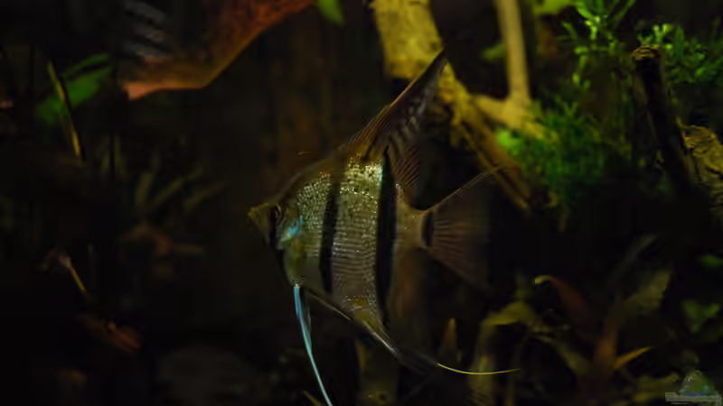 Besatz im Aquarium Panda/Diskus World von Holsch805 (29)