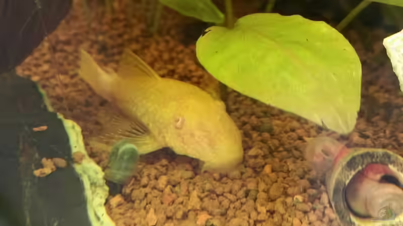 Besatz im Aquarium Panorama Aquarium von Sandra 1980 (8)