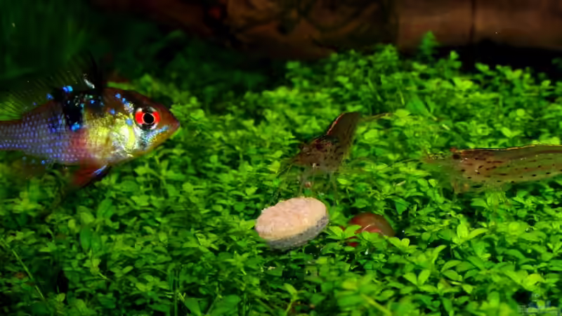 Besatz im Aquarium Panorama Dream von Bjarke (38)