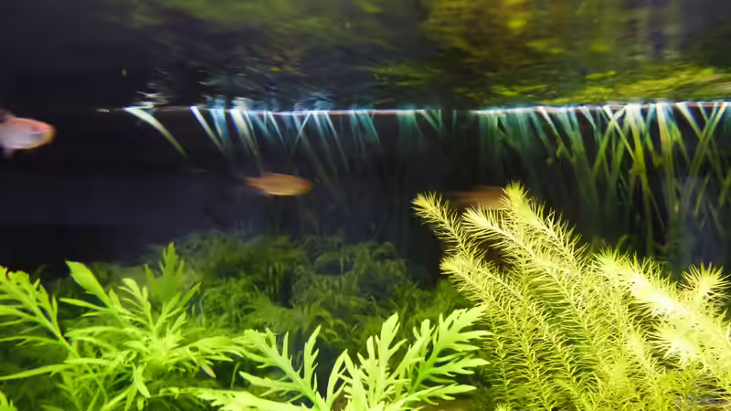 Besatz im Aquarium Papa&#039;s Erbe von TimNRW (12)