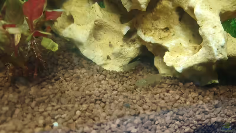 Besatz im Aquarium Papilis Anfängerbecken von Papili (12)