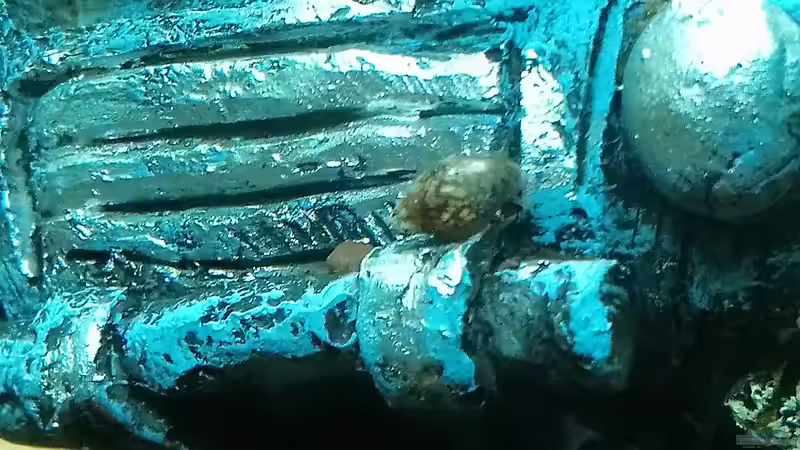 Besatz im Aquarium Papilis Anfängerbecken von Papili (13)