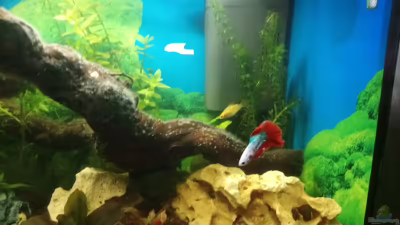 Besatz im Aquarium Papilis Anfängerbecken von Papili (15)