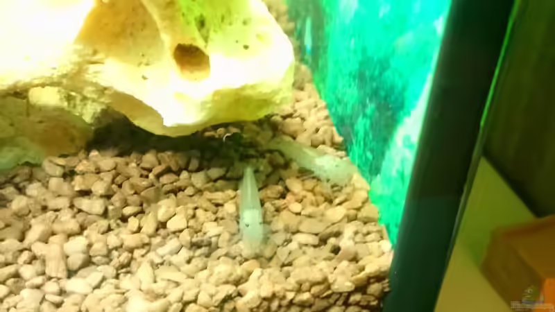 Besatz im Aquarium Papilis Anfängerbecken von Papili (17)