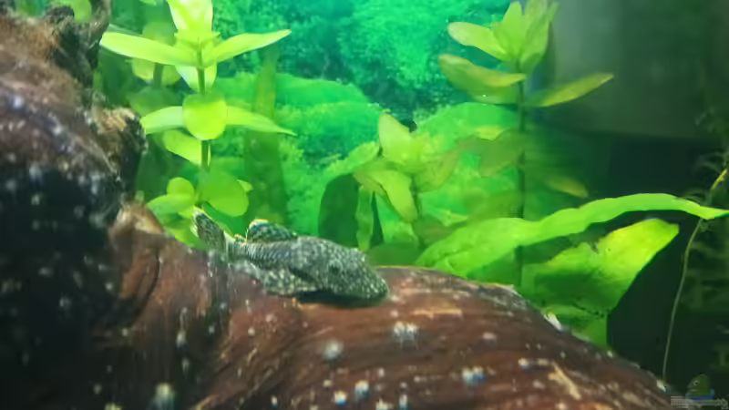 Besatz im Aquarium Papilis Anfängerbecken von Papili (18)