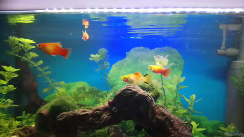 Besatz im Aquarium Papilis Anfängerbecken von Papili (19)