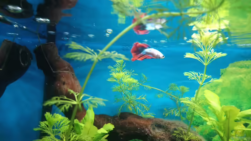 Besatz im Aquarium Papilis Anfängerbecken von Papili (20)