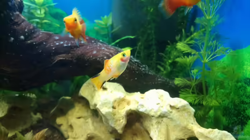 Besatz im Aquarium Papilis Anfängerbecken von Papili (21)