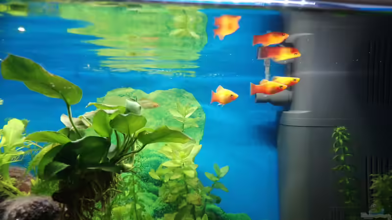 Besatz im Aquarium Papilis Anfängerbecken von Papili (22)