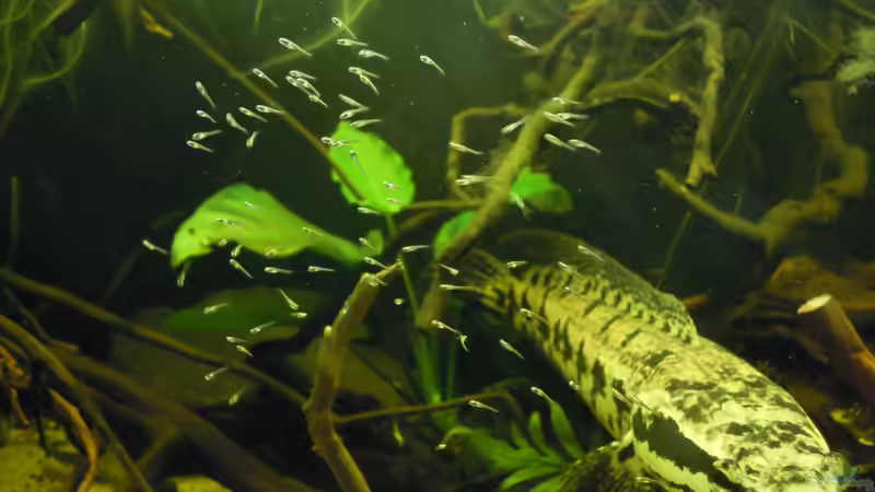 Besatz im Aquarium Parachanna obscura von Metamorphois (11)