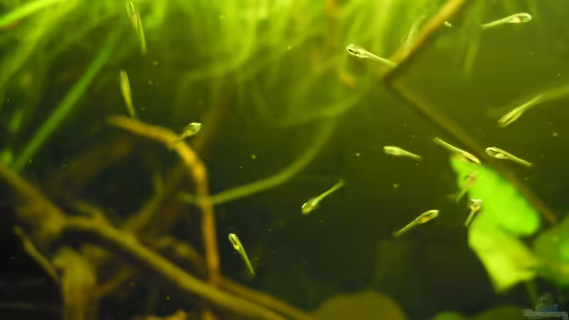 Besatz im Aquarium Parachanna obscura von Metamorphois (12)