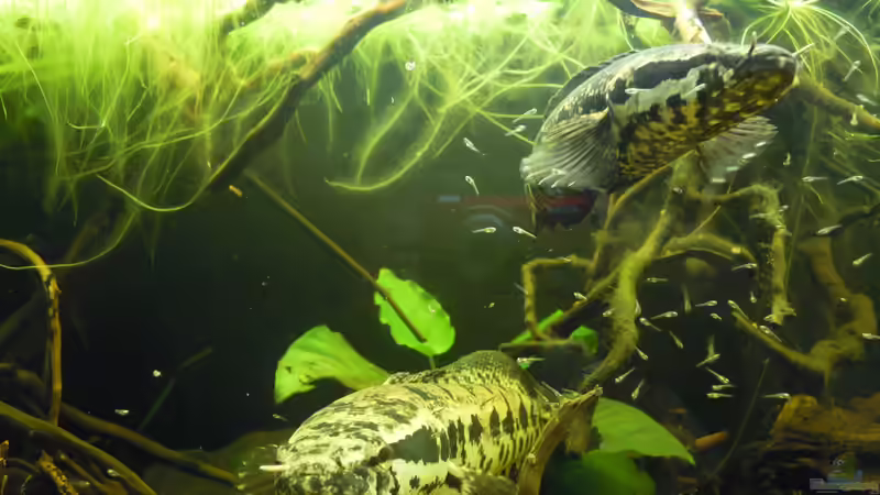 Besatz im Aquarium Parachanna obscura von Metamorphois (14)