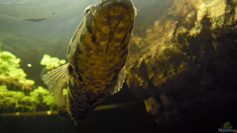 Besatz im Aquarium Parachanna obscura von Metamorphois (8)