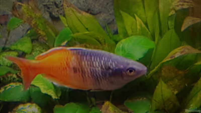 Besatz im Aquarium Paradise Edge Obsolete von The_Lizardking (29)