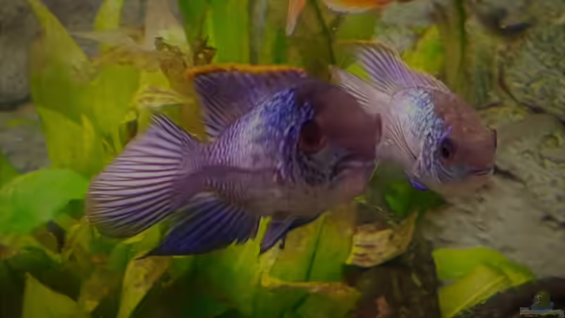 Besatz im Aquarium Paradise Edge Obsolete von The_Lizardking (32)