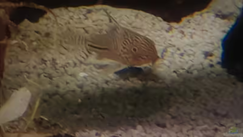 Besatz im Aquarium Paradise Edge Obsolete von The_Lizardking (33)