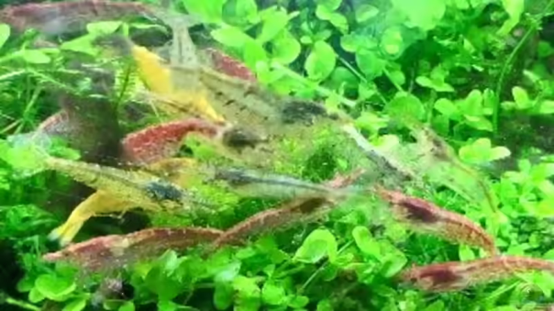 Besatz im Aquarium Paradise von Scaper (32)