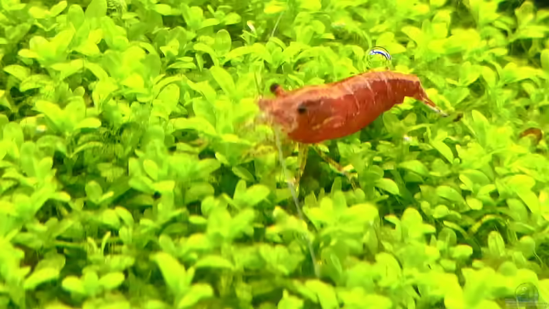 Besatz im Aquarium Paradise von Scaper (33)