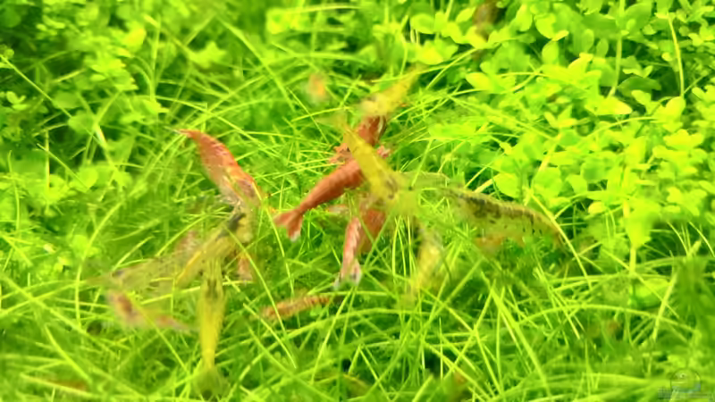 Besatz im Aquarium Paradise von Scaper (35)