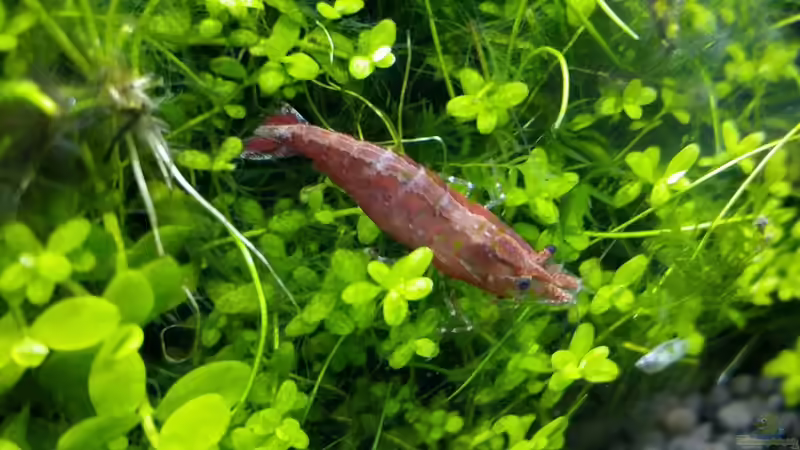 Besatz im Aquarium Paradise von Scaper (36)