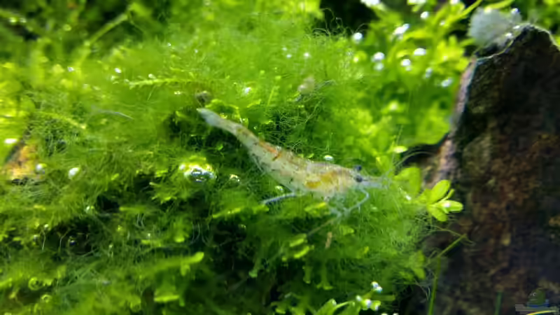 Besatz im Aquarium Paradise von Scaper (38)