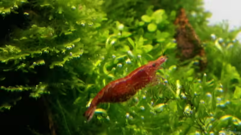 Besatz im Aquarium Paradise von Scaper (39)