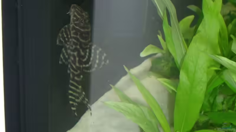 Besatz im Aquarium Parafreie 540L von Ramses (3)