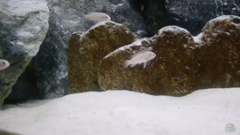 Besatz im Aquarium Parteeey Becken von Dr. Manhattan (10)