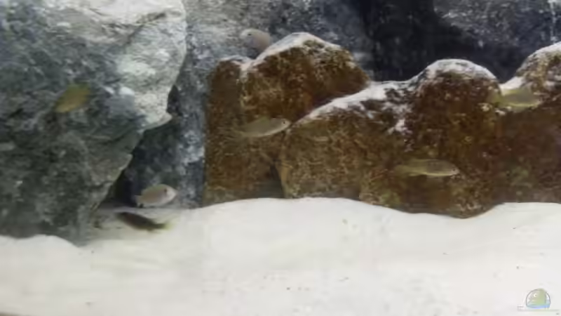 Besatz im Aquarium Parteeey Becken von Dr. Manhattan (12)