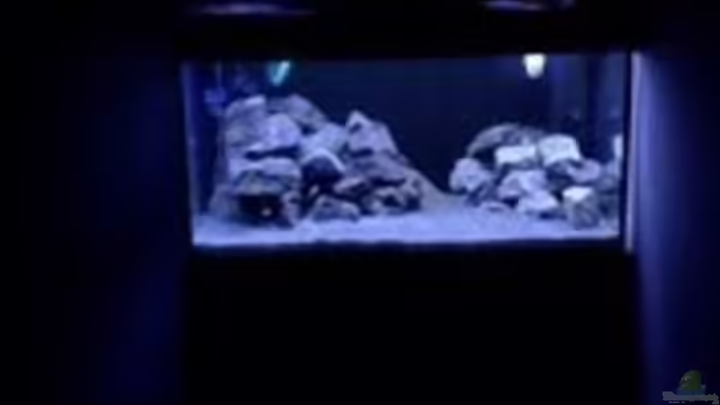 Besatz im Aquarium Patrick 1st one... von Pa Mi (9)