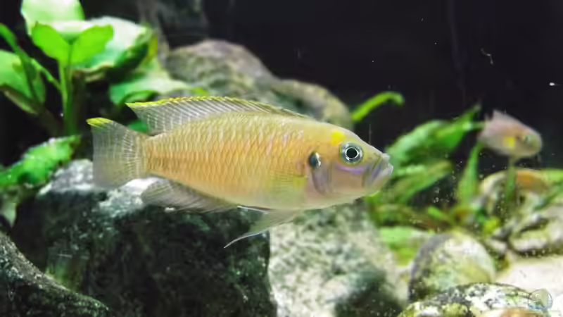 Besatz im Aquarium Paul´s Tanganjika Aquarium von Paul Hellberg (10)